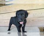 Small Photo #5 Double Doodle Puppy For Sale in FREDERICKTOWN, MO, USA