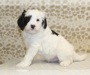 Miniature Bernedoodle Puppy for sale in DENVER, PA, USA