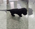 Small Photo #27 Cavapoo-Poodle (Toy) Mix Puppy For Sale in PENSACOLA, FL, USA