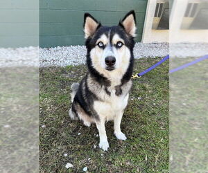 Siberian Husky-Unknown Mix Dogs for adoption in Naples, FL, USA