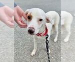 Small #17 Lab-Pointer