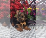 Small #6 Yorkshire Terrier