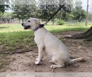 Labrador Retriever Puppy for sale in CLARENDON, TX, USA