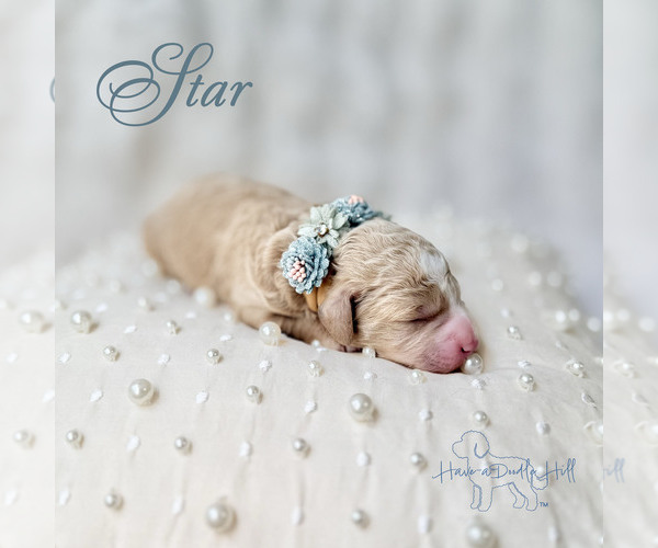 Medium Photo #1 Goldendoodle (Miniature) Puppy For Sale in EVANS, GA, USA