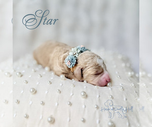 Goldendoodle (Miniature) Puppy for sale in EVANS, GA, USA