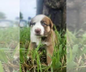 Mutt Dogs for adoption in Oakland Park , FL, USA