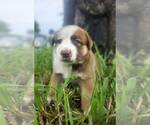 Kangaroo - Female Mutt Dog for Adoption - Small photo