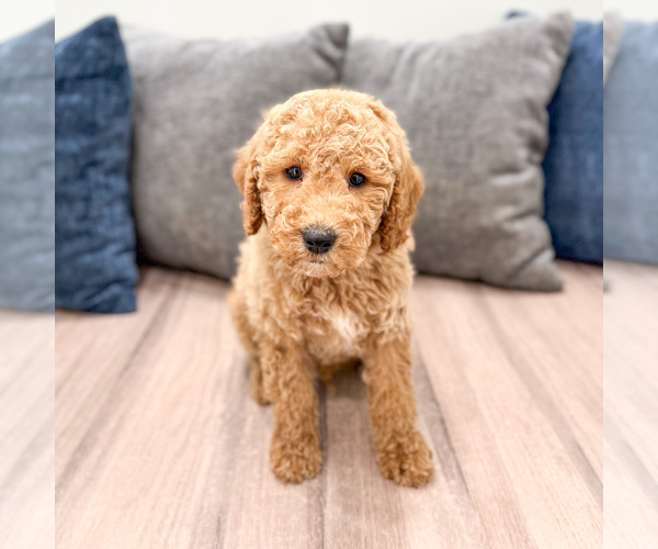 Medium Photo #1 Miniature Labradoodle Puppy For Sale in MILLERSBURG, OH, USA