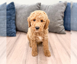 Puppy Kota Miniature Labradoodle