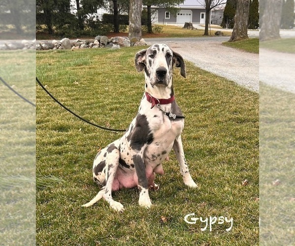 Medium Photo #1 Great Dane Puppy For Sale in MIDDLEBURY, IN, USA