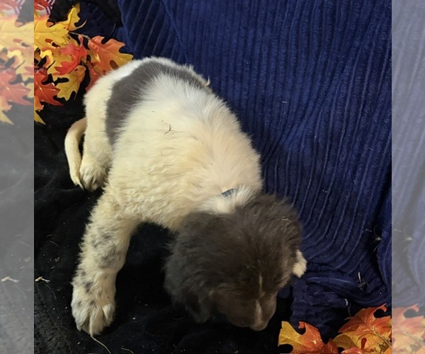 Medium Photo #5 Newfoundland Puppy For Sale in AURORA, IN, USA