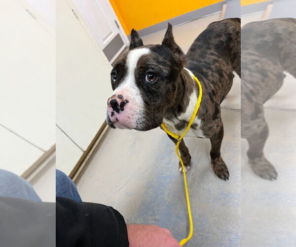 Medium Photo #2 Mutt Puppy For Sale in Bryant, AR, USA