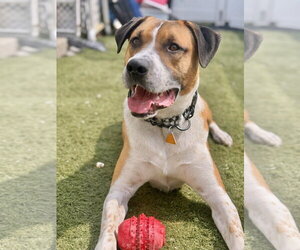 Labrador Retriever-Retriever  Mix Dogs for adoption in Gilberts, IL, USA