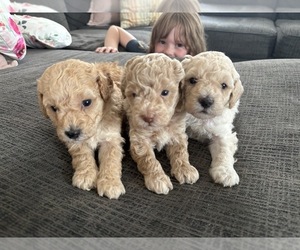 Poodle (Toy) Puppy for Sale in NEW CASTLE, Delaware USA