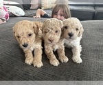 Image preview for Ad Listing. Nickname: Litter of 6