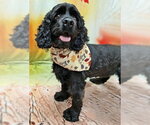 Small Photo #4 Cocker Spaniel Puppy For Sale in Arlington, VA, USA