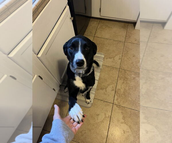 Medium Photo #2 Shepradors Puppy For Sale in Evansville, IN, USA