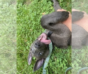 German Shepherd Dog Puppy for sale in VAB, VA, USA