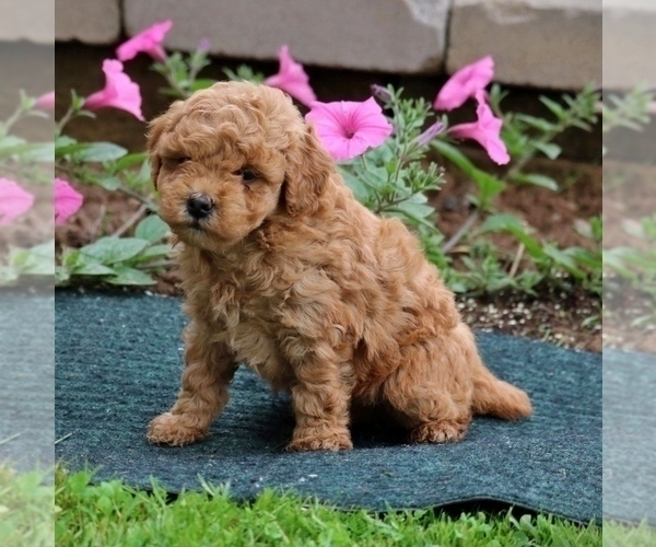 Medium Photo #4 Poodle (Miniature) Puppy For Sale in MORGANTOWN, PA, USA