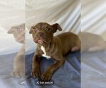Small #3 American Pit Bull Terrier Mix