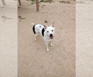 American Pit Bull Terrier-Unknown Mix Dogs for adoption in Maquoketa, IA, USA