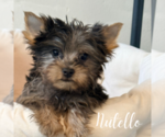 Small #1 Yorkshire Terrier