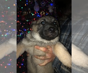 Norwegian Elkhound Puppy for sale in REDDING, CA, USA