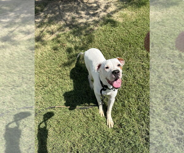 Medium Photo #4 Mutt Puppy For Sale in Evansville, IN, USA