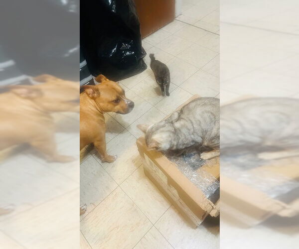 Medium Photo #4 Mutt Puppy For Sale in Westwood, NJ, USA