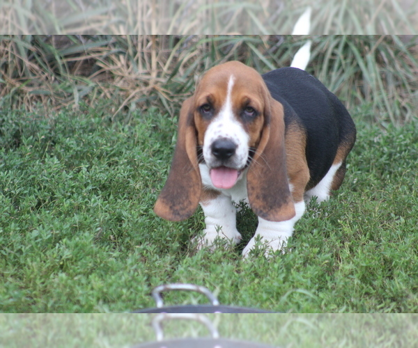 Medium Photo #25 Basset Hound Puppy For Sale in MEMPHIS, MO, USA
