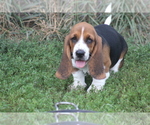 Small #1 Basset Hound