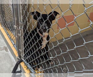 American Pit Bull Terrier-Unknown Mix Dogs for adoption in Redwood City, CA, USA