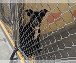 Small American Pit Bull Terrier Mix