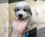 Small Photo #1 Great Pyrenees Puppy For Sale in SPRINGDALE, WA, USA