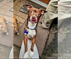 Jewel - Female Chihuahua Dog for Adoption - Photo #2