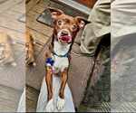 Small Photo #2 Chihuahua Puppy For Sale in Spring Lake, NC, USA