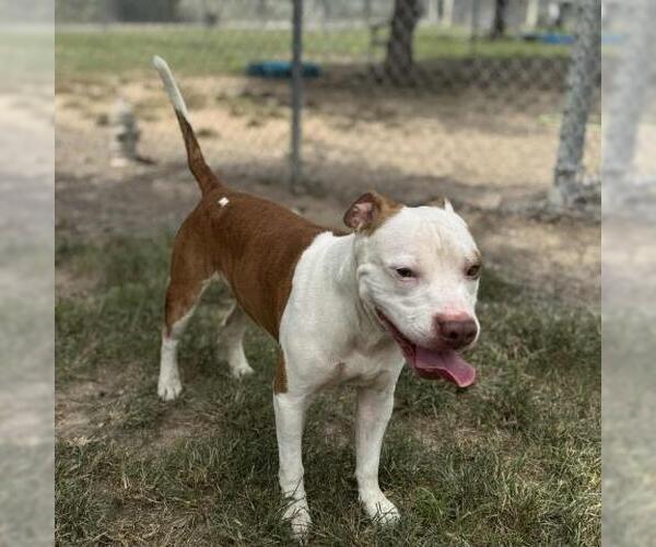 Medium Photo #1 American Pit Bull Terrier-Unknown Mix Puppy For Sale in Conroe, TX, USA