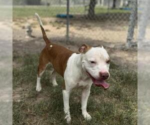 American Pit Bull Terrier-Unknown Mix Dogs for adoption in Conroe, TX, USA