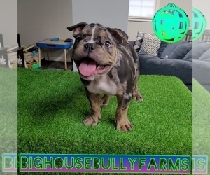 American Bully Puppy for sale in DULUTH, GA, USA
