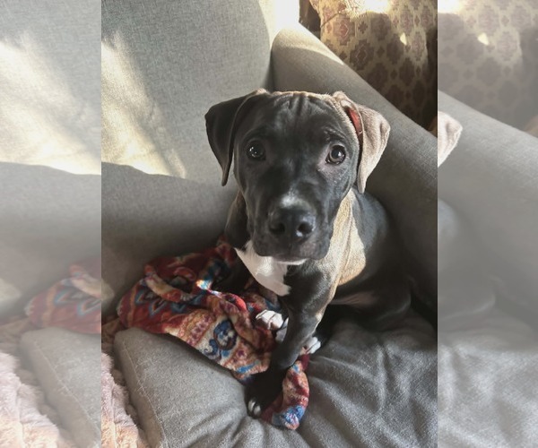 Medium Photo #2 American Staffordshire Terrier-Labrador Retriever Mix Puppy For Sale in New Hampton, NY, USA