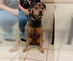 Small #2 Rottweiler Mix