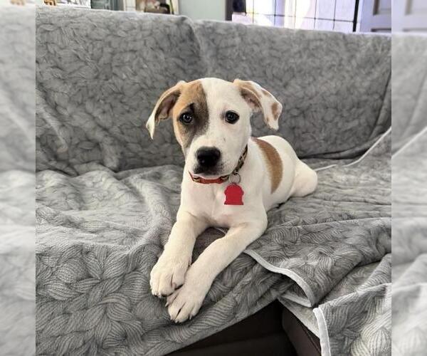 Medium Photo #9 Boxer-Unknown Mix Puppy For Sale in San Diego, CA, USA