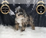Small #6 Poodle (Miniature)