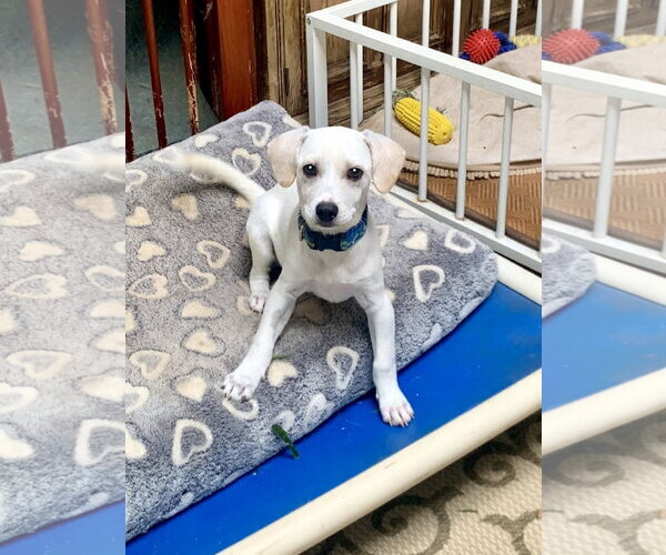 Medium Photo #2 Mutt Puppy For Sale in Santa Clarita, CA, USA