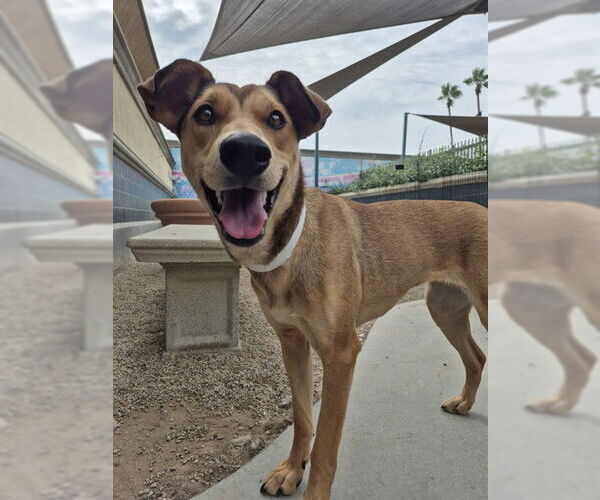 Medium Photo #1 German Shepherd Dog-Unknown Mix Puppy For Sale in Rancho Cucamonga, CA, USA