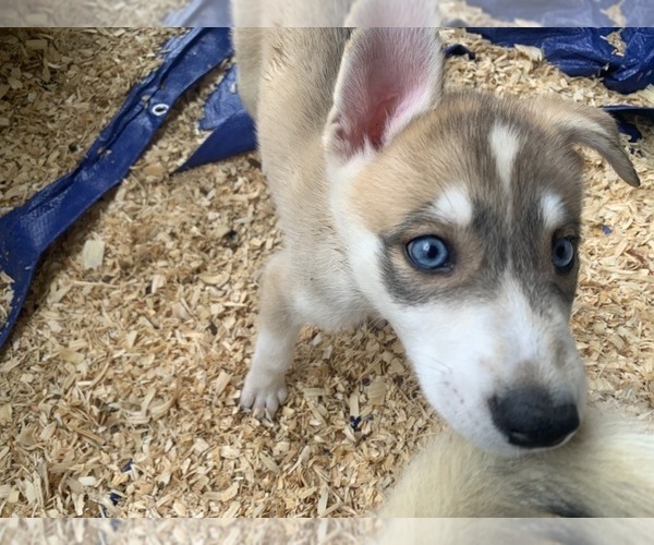Medium Photo #3 Siberian Husky Puppy For Sale in TIMPSON, TX, USA