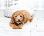 Small Photo #6 Goldendoodle (Miniature) Puppy For Sale in MARIETTA, GA, USA