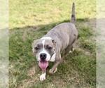 ODETTE - Female American Bulldog-Unknown Mix Dog for Adoption - Small photo