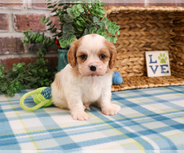 Medium Photo #4 Cavalier King Charles Spaniel Puppy For Sale in SYRACUSE, IN, USA