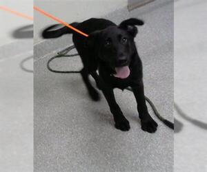 Labrador Retriever-Unknown Mix Dogs for adoption in Pasadena, TX, USA